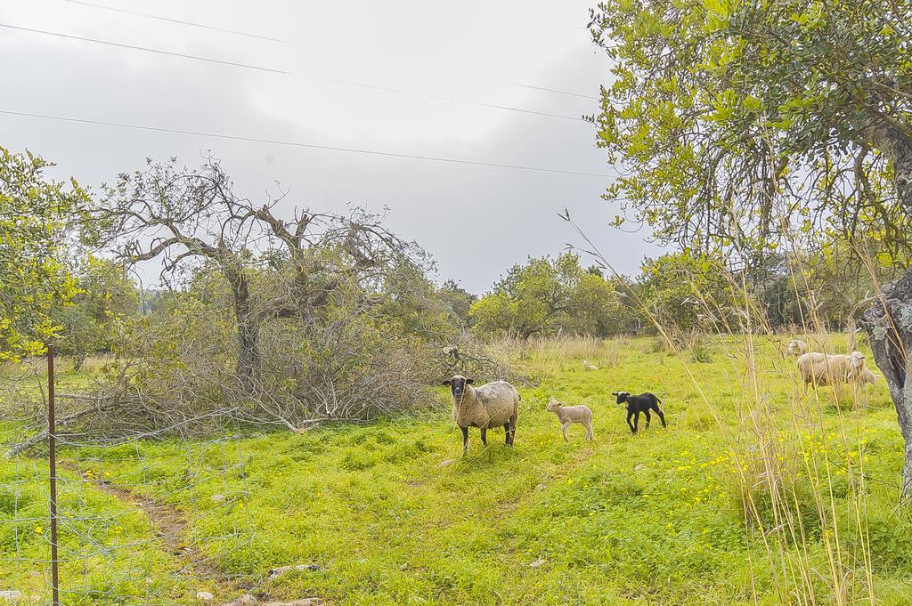 Finca Puig Santa Magdalena Dış mekan fotoğraf
